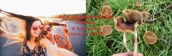 PSILOCYBIN Горно-Алтайск